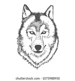 Wolf, Hand Drawn, Sketch, Vector Illustration