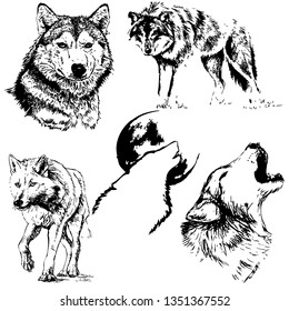 Wolf hand drawn vector illustration