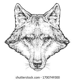 Wolf hand drawn vector illustration. Isolated on white