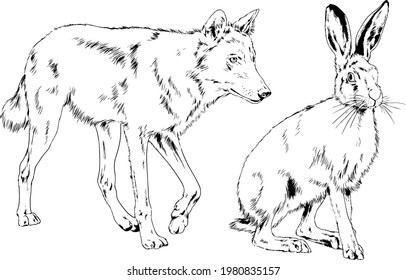 wolf and hare, rabbit, drawn in full-length, realistic images without background