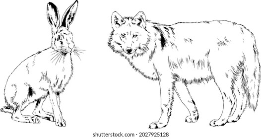 wolf and hare, rabbit, drawn in full-length, realistic images without background