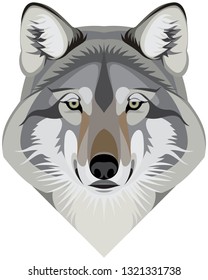 Wolf head face, the gray wolf (Canis lupus) also known as the timber wolf or western wolf vector mascot illustration isolated on a white background