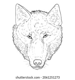 Wolf Head Front View Vector Sketch Illustration