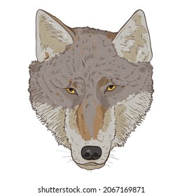 Wolf Head Front View Vector Cartoon Illustration