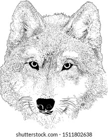 Wolf head graphic vector hand drawn image