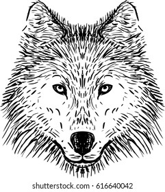 Wolf head , hand drawn illustration