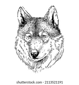 Wolf Head Line Illustration Black And White