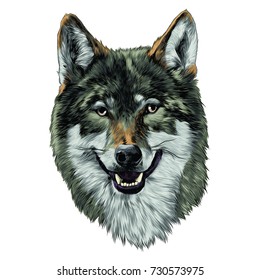 wolf head sketch vector graphics color picture