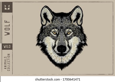 Wolf Head Vector Illustration - Hand Drawn