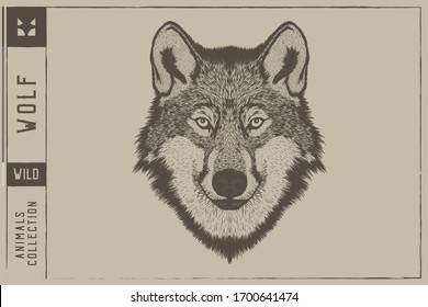 Wolf head Vector illustration - Hand drawn - Out line