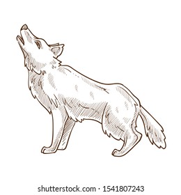 Wolf howling at moon isolated sketch, forest animal drawing vector. Night predator, wild dog, zoo or wildlife, fauna species. Furry mammal with paws and tail, nature and environment, hunting