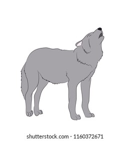 wolf howls, image in color, vector, white background