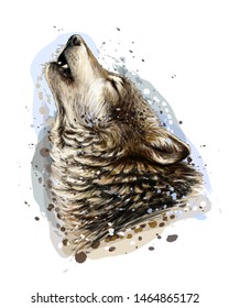 The wolf howls. Sketchy, graphical, color portrait of a wolf head on a white background with splashes of watercolor.