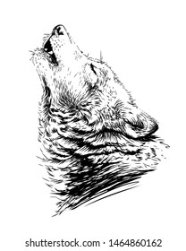 The wolf howls.Sketchy, graphical,  portrait of a wolf head on a white background.