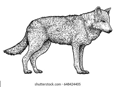 Wolf illustration, drawing, engraving, ink, line art, vector