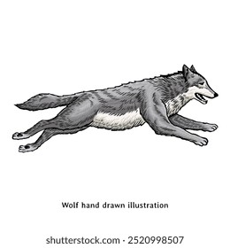 Ilustração de Wolf. Ilustração desenhada à mão de lobo