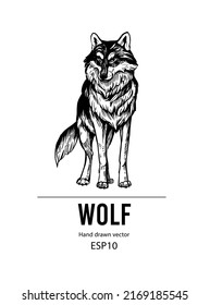 Wolf illustration. Hand drawn vector. Tattoo, logotype, t-shirt design