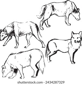 Wolf ink sketches collection. Canine dog drawings in black and white. Monochrome wildlife illustrations. 