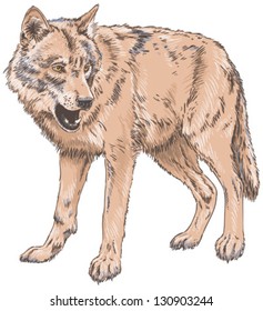 Wolf Isolated Vector Illustration