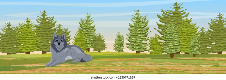 The wolf lies in a clearing in front of the fir forest. Wildlife of Europe, USA and Canada. Realistic Vector Makeup