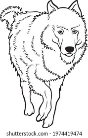 Wolf line vector illustration isolated on white background.animals top view
