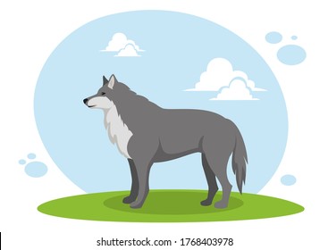 Wolf on a green lawn