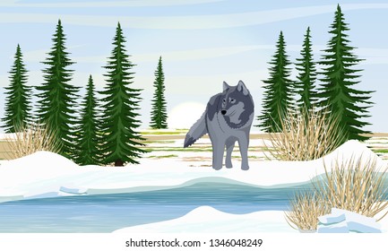 Wolf on the river bank. Spring. Shore in the snow, spruce trees, dry grass. Melting ice on the river. Spring creek. Wild animals of Europe, Canada and the USA. Realistic Vector Landscape