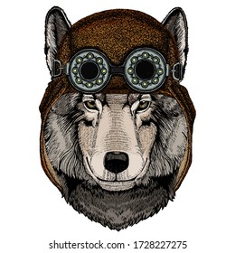 Wolf portrait. Head of wild animal. Aviator flying leather helmet with googles.