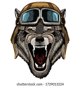 Wolf portrait. Head of wild animal. Vintage aviator helmet with googles.
