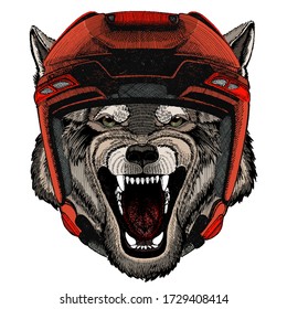 Wolf portrait. Head of wild animal.