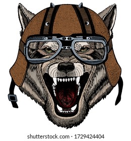 Wolf portrait. Head of wild animal. Motorcycle helmet.