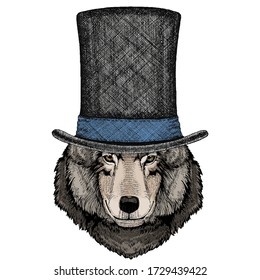 Wolf portrait. Head of wild animal. Cylinder hat.