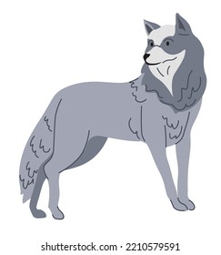 Wolf portrait, isolated wild carnivorous mammal with furry coat. Creature of dog family, hunting and living in pack. Forest woods canine animals, wildlife and natural fauna. Vector in flat style