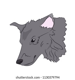 wolf portrait, vector, white background