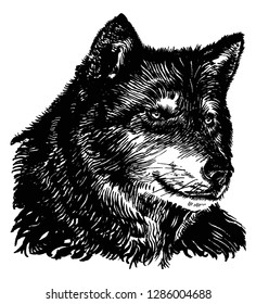 wolf, predator, muzzle, beast, drawing