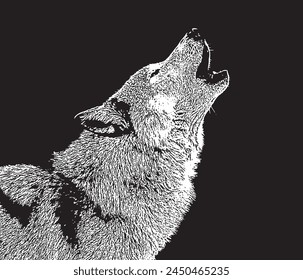 Wolf Realistic Illustration Black And White