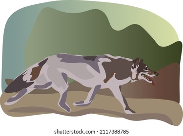 wolf running along the forest path hunting attack thirsty attack angry mouth