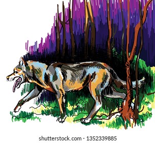 
The wolf runs through the night forest. Night sky. Multicolored drawing. Wolf, Husky.