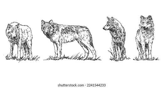 wolf - set of wolves, hand drawn black and white vector illustrations isolated on white background