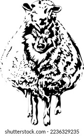 wolf in sheep's clothing illustration