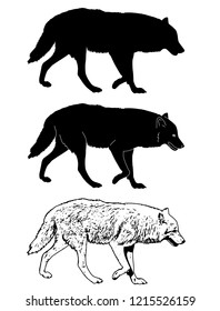 wolf silhouette and sketch illustration - vector 