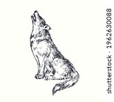 Wolf sitting and howling. Ink black and white doodle drawing in woodcut style.