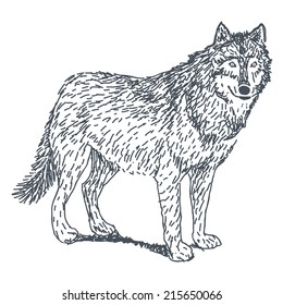 Wolf sketch drawing isolated on white background