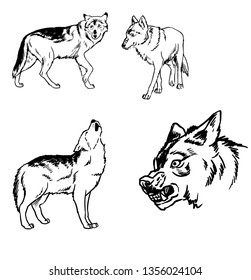 Wolf sketch vector