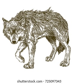 Wolf  Sketch 