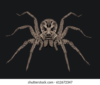 Wolf Spider - high detailed vector illustration