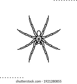 Wolf spider, poisonous spider vector icon in outline
