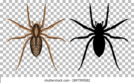 Wolf spider with its silhouette isolated on transparent background illustration