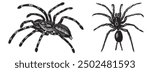 Wolf spider. Tarantula, Lycosa spider hand drawing vintage engraving illustration, spider tattoo design. Jumping spider vector illustration. Doodle sketch. Vintage vector illustration.