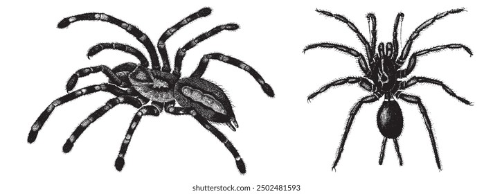 Araña lobo. Tarántula, dibujo a mano de araña Lycosa ilustración de grabado vintage, diseño de tatuaje de araña. Ilustración vectorial de araña saltadora. Boceto de Doodle. Ilustración vectorial de Antiguas.